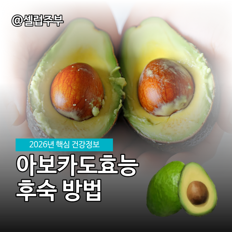 아보카도효능 6가지, 실패없는 후숙 방법