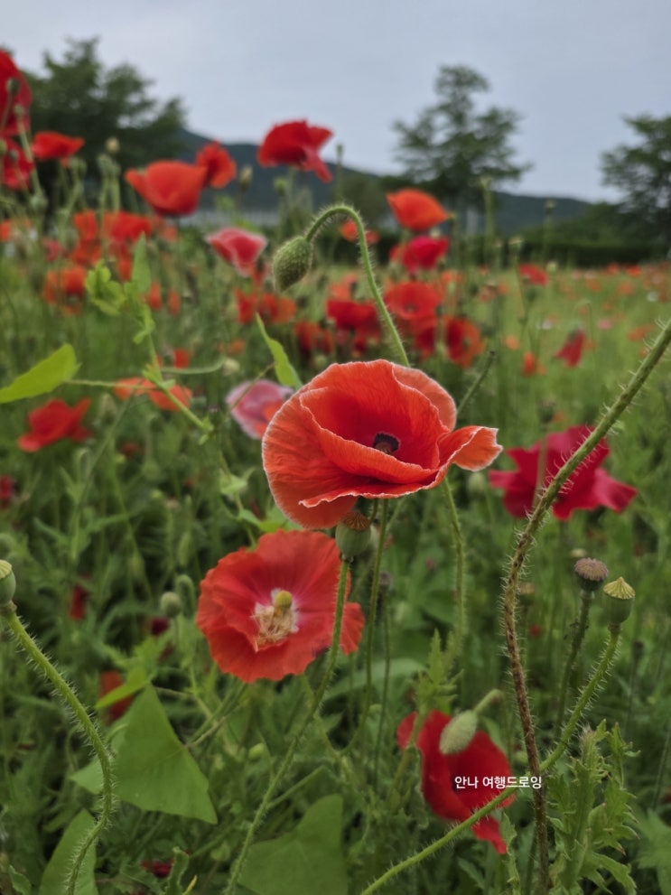 [남양주·양평 여행] 뚜벅이로 물의 정원에서 두물머리까지 (양귀비와 개양귀비 구별법 & 꽃말) : 네이버 블로그