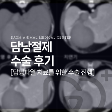 청주 강아지 담낭파열 치료를 위한 담낭절제술 수술 후기