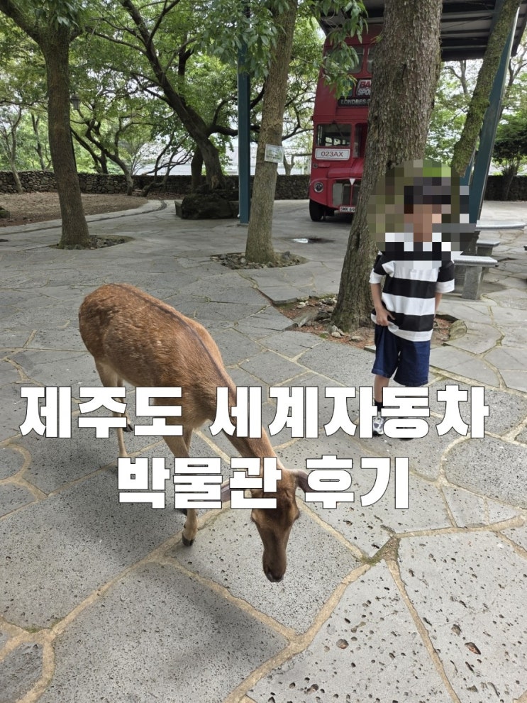제주도 세계자동차,피아노 박물관 그리고 사슴먹이 체험 방문 후기