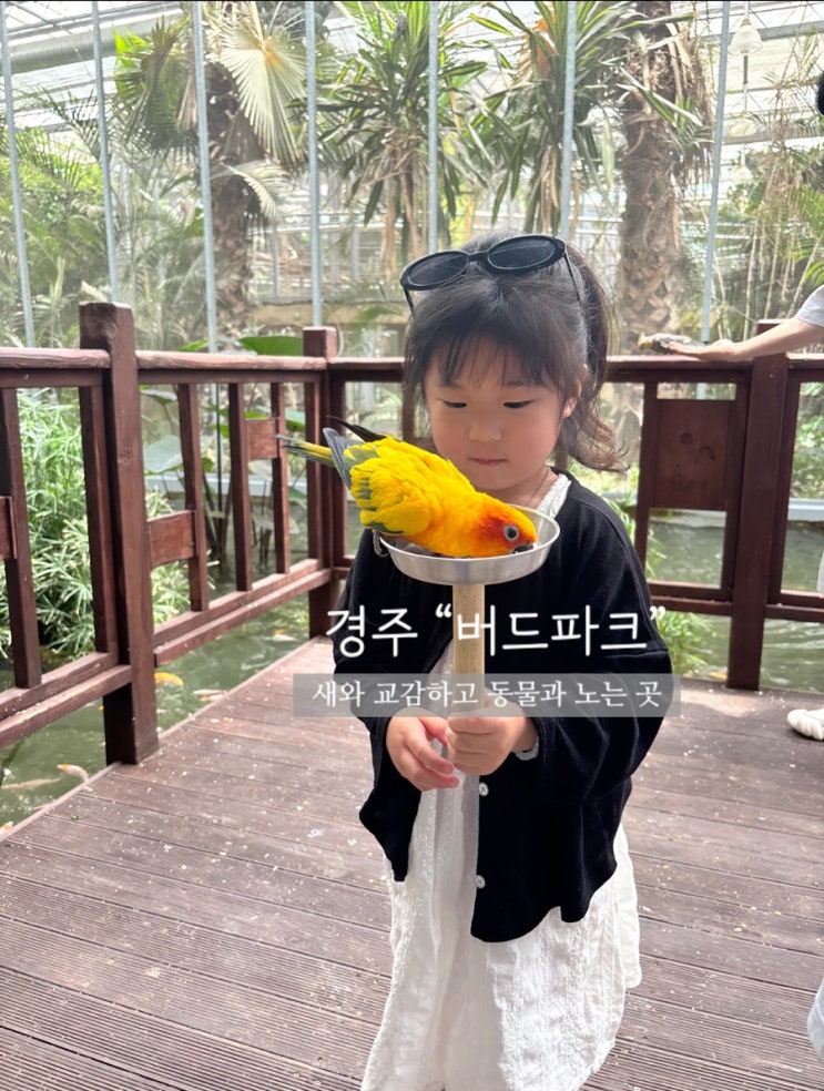 아이와 경주 여행 필수 코스, 새와 직접 교감하는 '경주 버드파크' ....