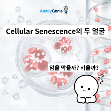 w24_Cellular_Senescence_email-_%BA%B9%BB%E7%BA%BB_%281%29.png?type=s3