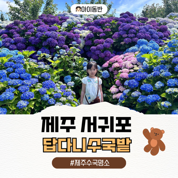 6월 제주 여행 필수 코스 제주 가볼만한곳 답다니수국밭
