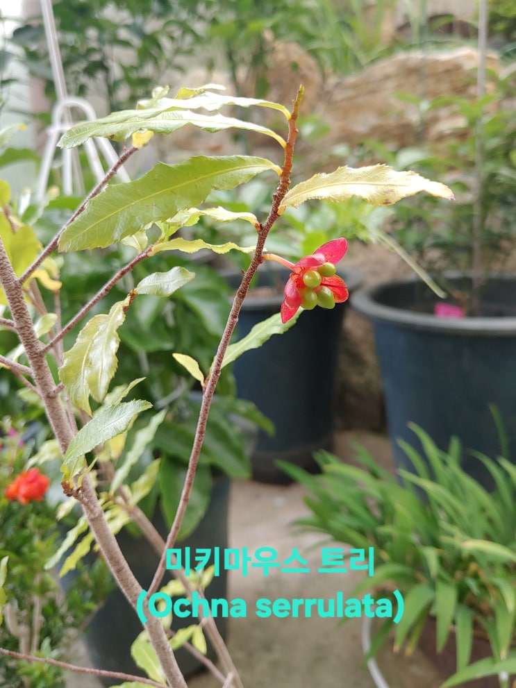 링크 미리보기