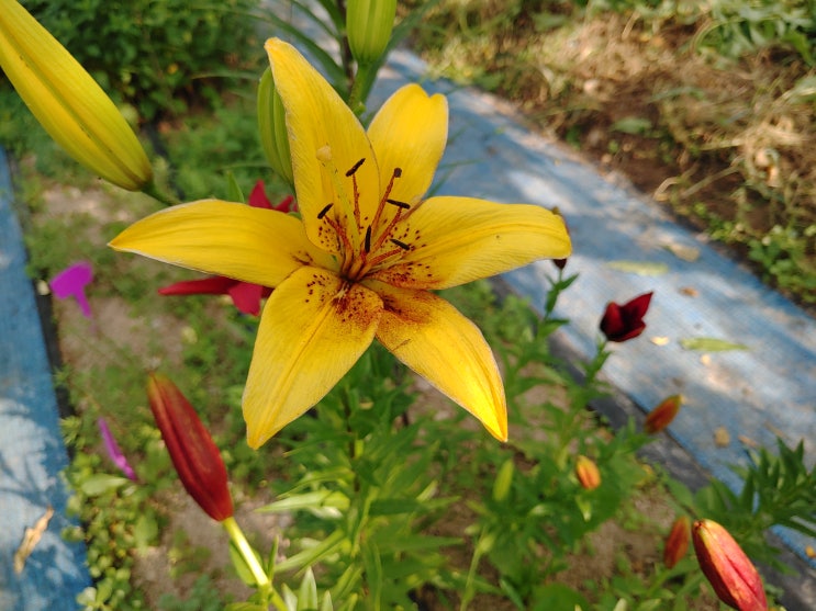 링크 미리보기