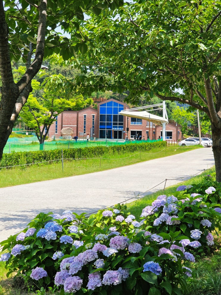 부산 강서구 가볼만한 곳, 부산 수국 명소 녹산 고향동산 수국...