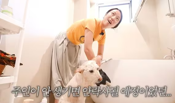 황정음 유기견 입양 안락사 위기 대형견 외로울까봐 두 마리 동시에 (+프로필 나이)