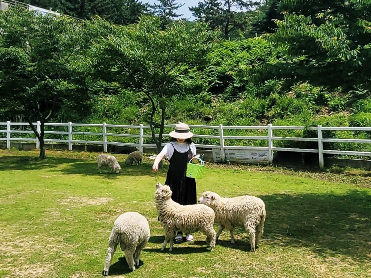 남해 양떼목장 추천 양마르뜨 언덕 아이와 가족여행 코스