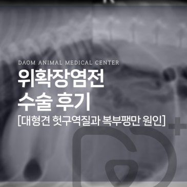 청주 대형견 동물병원 위확장염전증 GDV 교정 수술 후기
