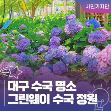 대구 수국 명소 :: 초여름 수채화 속으로, 서구 그린웨이 보랏빛 수국 산책