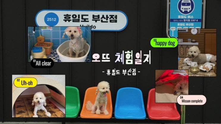 부산 갈만한곳, 카페 말고 반려동물찜질방은 처음이라 @휴일도