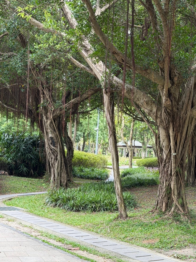 타이베이 여행 다안삼림공원 大安森林公園 도심속 대만 센트럴파크