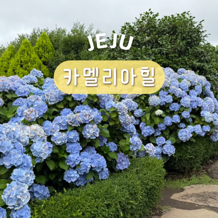 제주도 서귀포 가볼만한곳 놀거리 제주 카멜리아힐 수국 명소 입장....