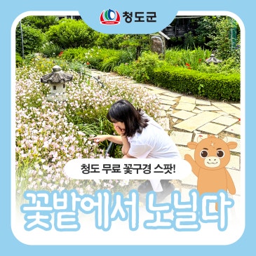 청도에 무료 개방 꽃밭이 있다? 꽃밭에서 노닐다