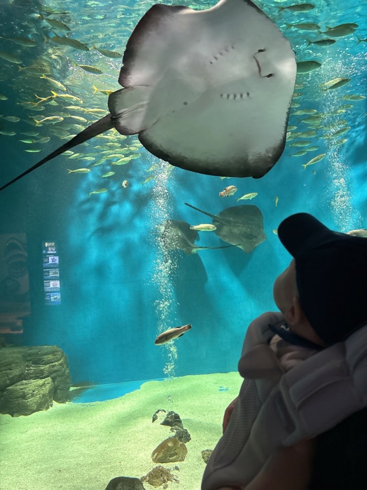 [고성 여행] 강릉 아기랑 가볼 만한 곳 | 경포 아쿠아리움 6개월 아기....