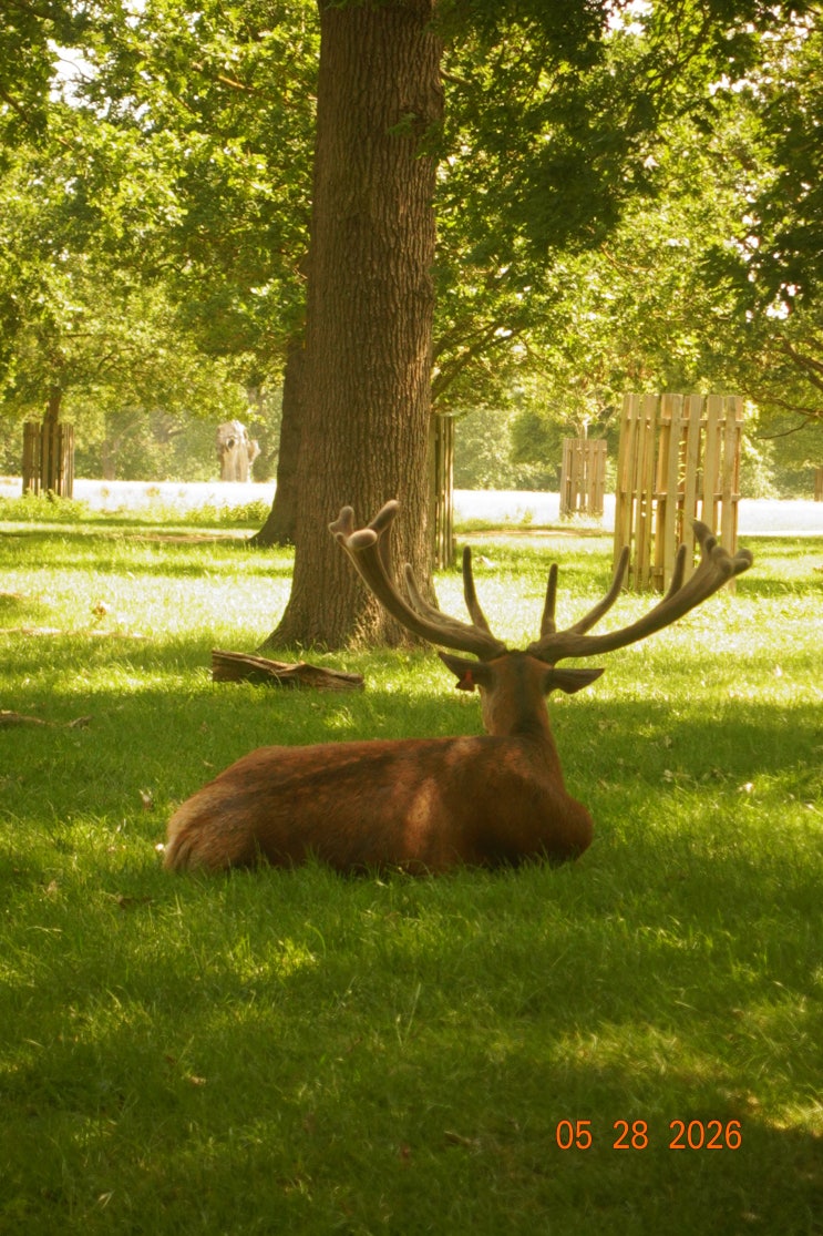 리치몬드 공원 Richmond Park 갈까? 말까? 고민될 때 | 런던 | 교통편 꿀....