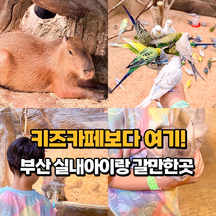 부산 키즈카페보다 실내동물원! 명지 실내 아이랑 가볼만한곳...