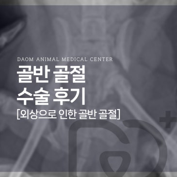 증평 24시 동물병원 강아지 골반 골절 수술 후기