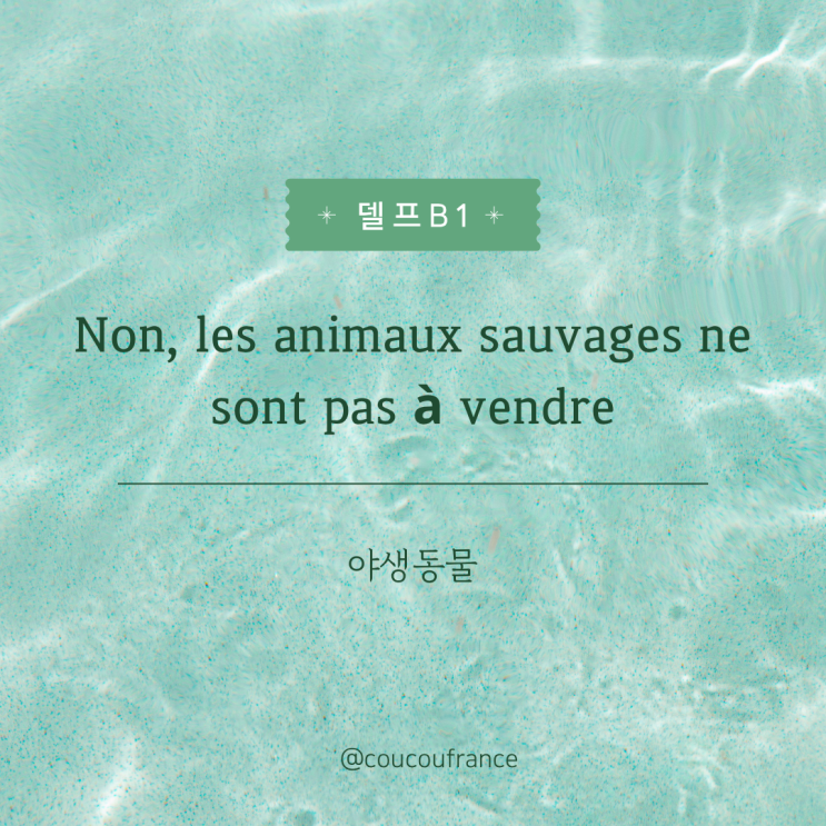 [델프 B1] 말하기 주제 Non, les animaux sauvages ne sont pas à vendre : 네이버 블로그