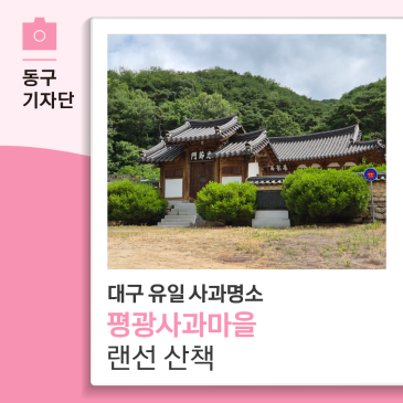 싱그러움이 가득한 대구 유일의 사과 명소 평광사과마을 랜선 산책해요 - 13기 박대홍 기자