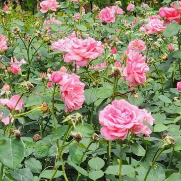 ♥가채점은 공개하지 않습니다♥고2 설명회♥이제 고3 내신도 중요한 입시♥우리 지역 명문고에게 필요한 커리♥글의힘국어학원♥중계동국어학원♥ RSS 대표 이미지