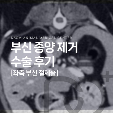 청주 용암동 동물병원 종양 수술/부신절제술 후기
