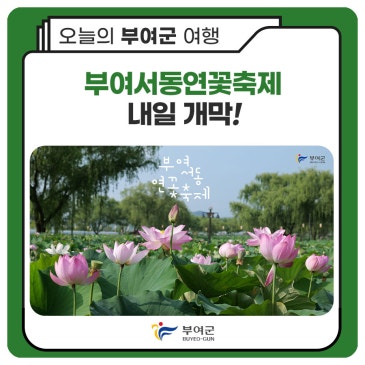 내일 개막!제24회 부여서동연꽃축제