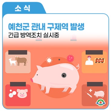 예천군 관내 구제역 발생, 긴급 방역조치 실시중