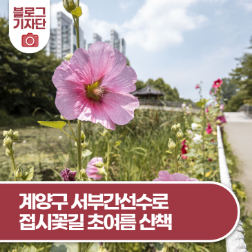 도종환 시인의 애절한 사랑을 닮은 꽃, 인천 서부간선수로 접시꽃길 초여름 산책