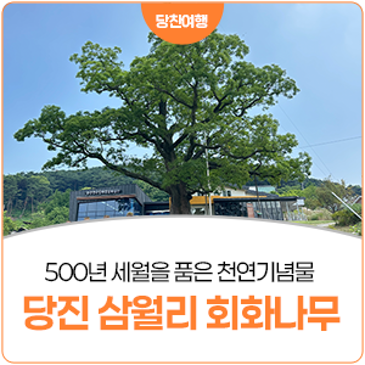 500년 역사를 간직한 당진 삼월리 회화나무와 복합문화공간 탐방