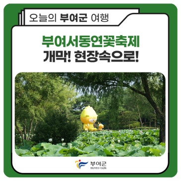 부여서동연꽃축제 개막! 현장속으로!