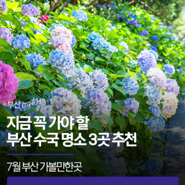 7월 부산 가볼만한곳 | 지금 꼭 가야 할 부산 수국 명소 3곳 추천