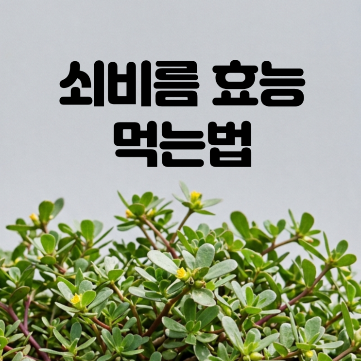 밭에 널린 천연 오메가3 쇠비름 효능 먹는법 부작용