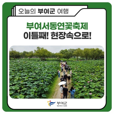 부여서동연꽃축제 이틀째 현장속으로!