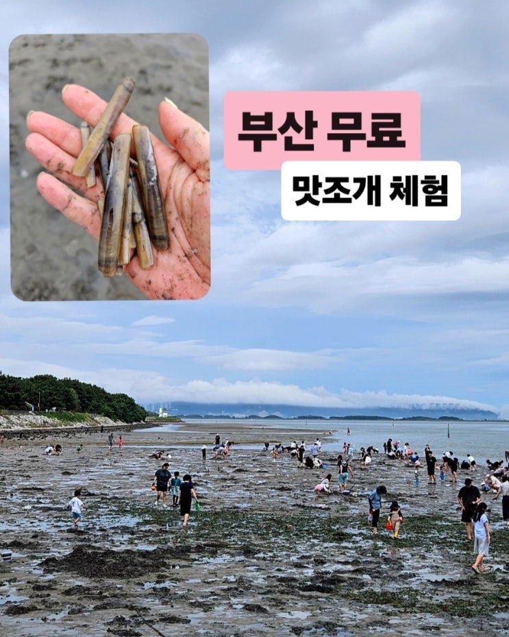 부산 명지 신호공원 맛조개 체험｜무료 갯벌체험 물때·준비물·꿀....