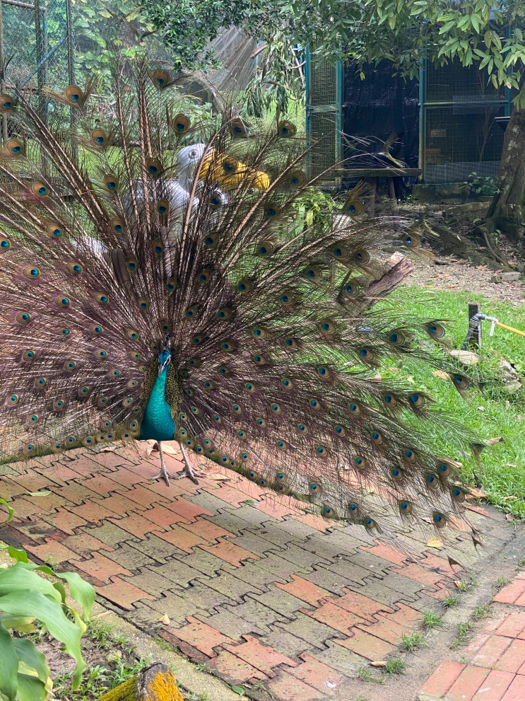 쿠알라룸푸르 새공원(KL Bird Park)