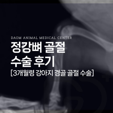 가경동 동물병원 어린 강아지 정강뼈 골절 수술 후기