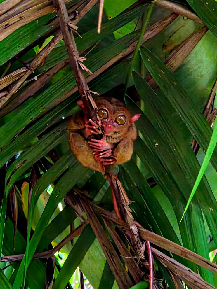 보홀여행필수코스 안경원숭이 보호구역 Bohol Tarsier Conservation Area 입....