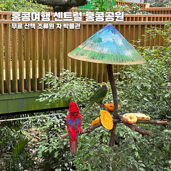 홍콩여행 센트럴 홍콩공원 - 무료 입장 산책 조류원 차 박물관