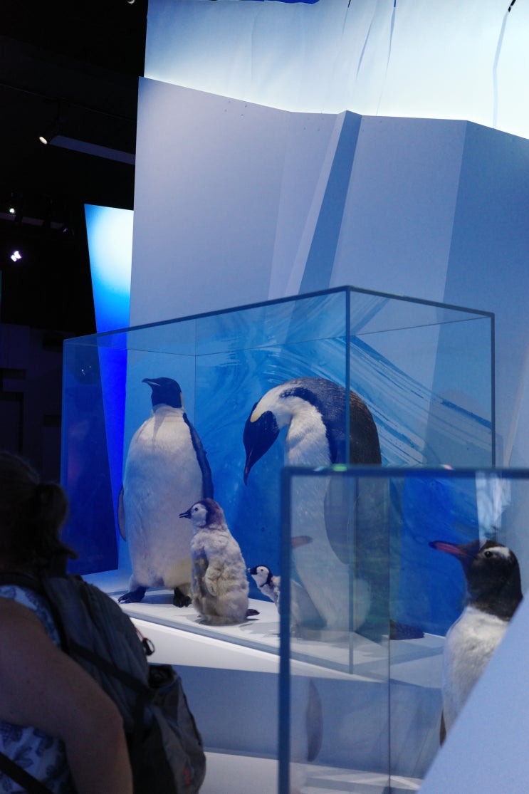 멜버른 박물관 입장료 할인 비오늘 날에도 좋았던 여행 코스