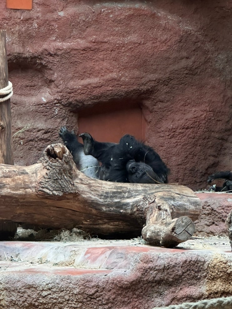 26. 체코 프라하 | 브런치 Bistro Monk, 프라하 동물원 Prague Zoo, 한식당 ....