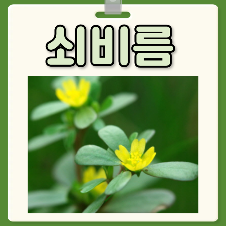 쇠비름 효능 부작용 쇠비름 먹는 방법