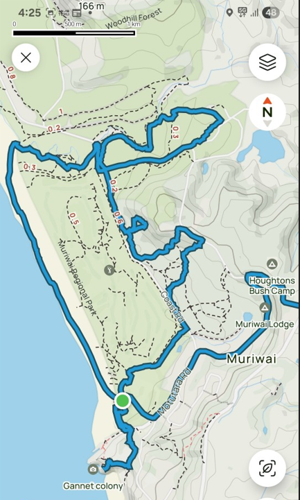 [뉴질랜드 산행] 무리와이 비치(Muriwai Beach), 봄바람 가득한 맨발걷기....