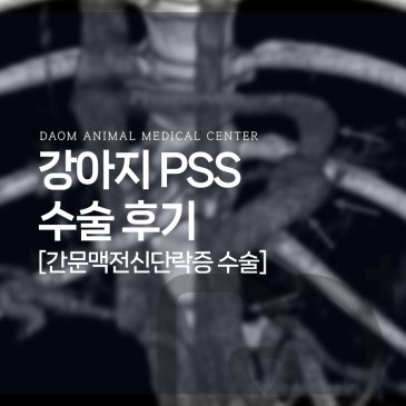 청주 강아지 간문맥전신단락 PSS 수술 후기/간수치 상승 원인