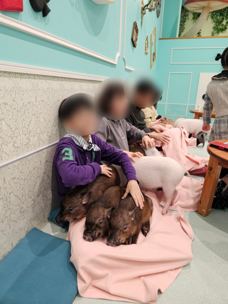 일본 후쿠오카 이색체험 - 미피그(mipig) 돼지카페 이온몰점 후기