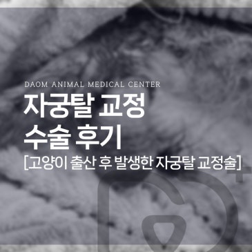청주 24시 동물병원 고양이 출산 후 자궁탈 교정 수술 후기/고양이 응급수술