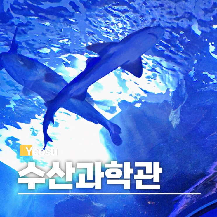 여수 아이랑 가볼만한곳 해양수산과학관 아쿠아리움 입장료 할인 ....
