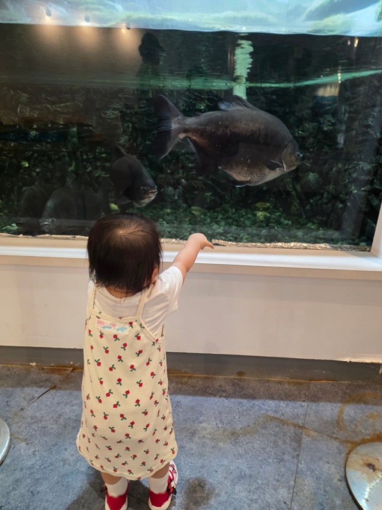 부산 강서구 아기랑 가볼만한곳 월수금 물고기먹이주기...