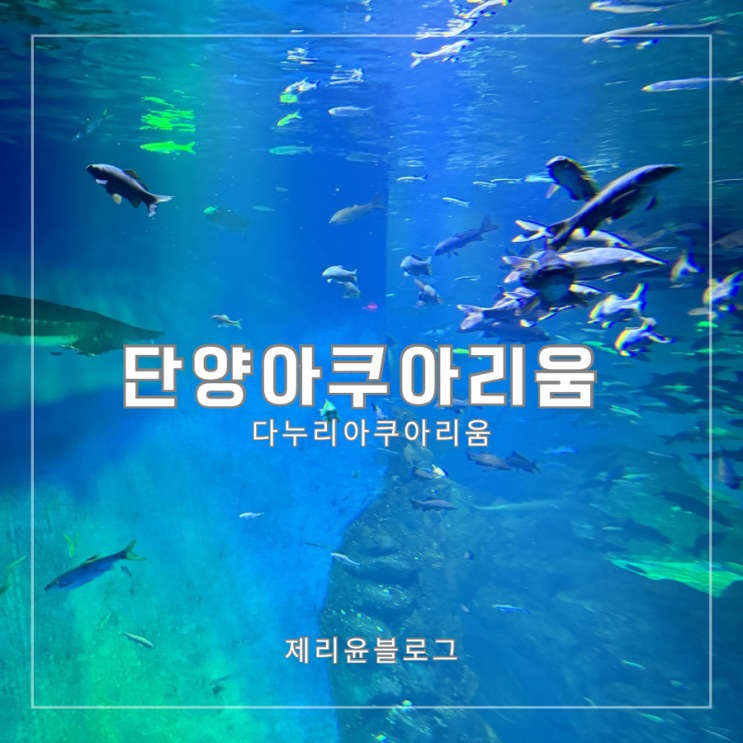 단양 다누리 아쿠아리움 할인 단양 아이와 실내 가볼만한곳