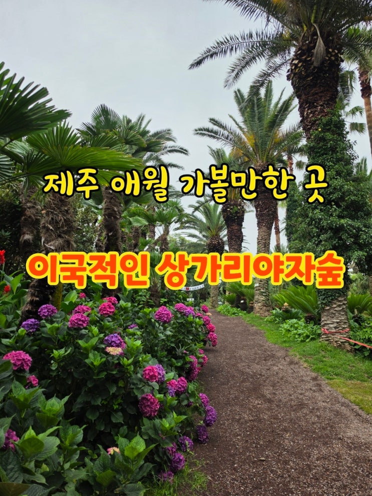 제주 애월 가볼만한 곳, 상가리야자숲 요금 관람시간 후기 총정리